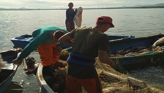 Cienfuegos Cumplen pescadores entrega semestral en la acuicultura 2