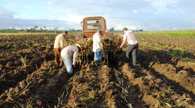 Compromiso de Cienfuegos contribuir a salvar la agroindustria azucarera