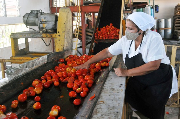 El Faro y el procesamiento de tomate para el mercado local 3