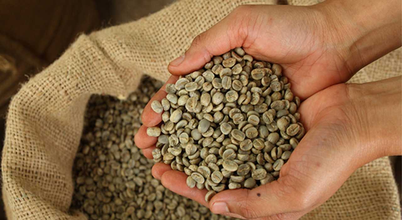 semilla cafe alta calidad cienfuegos